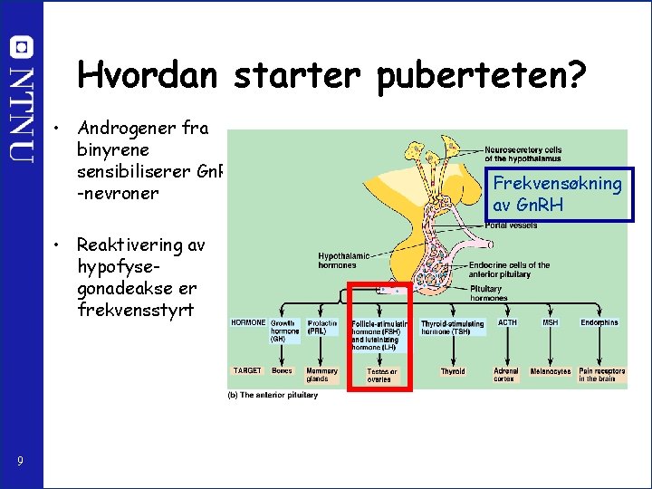Hvordan starter puberteten? • Androgener fra binyrene sensibiliserer Gn. RH -nevroner • Reaktivering av