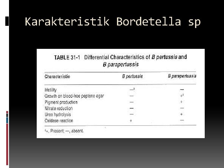 Karakteristik Bordetella sp 