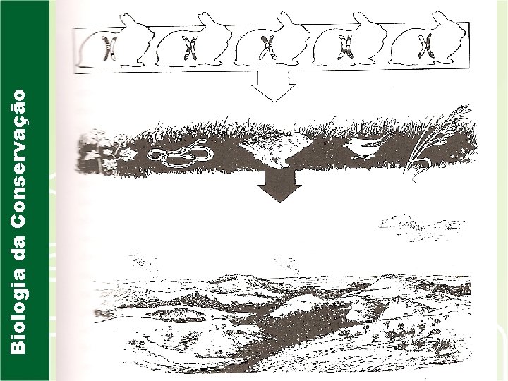 Biologia da Conservação 
