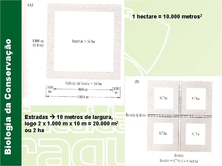 Biologia da Conservação 1 hectare = 10. 000 metros 2 Estradas 10 metros de