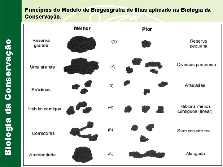 Biologia da Conservação Princípios do Modelo de Biogeografia de Ilhas aplicado na Biologia da