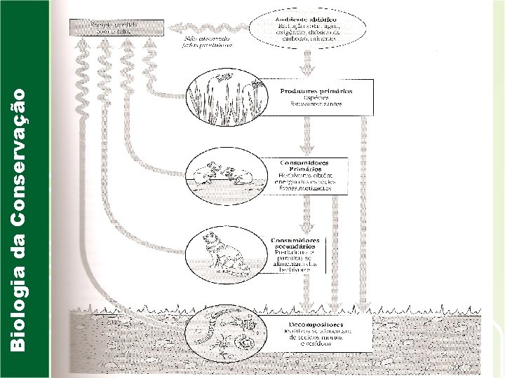 Biologia da Conservação 