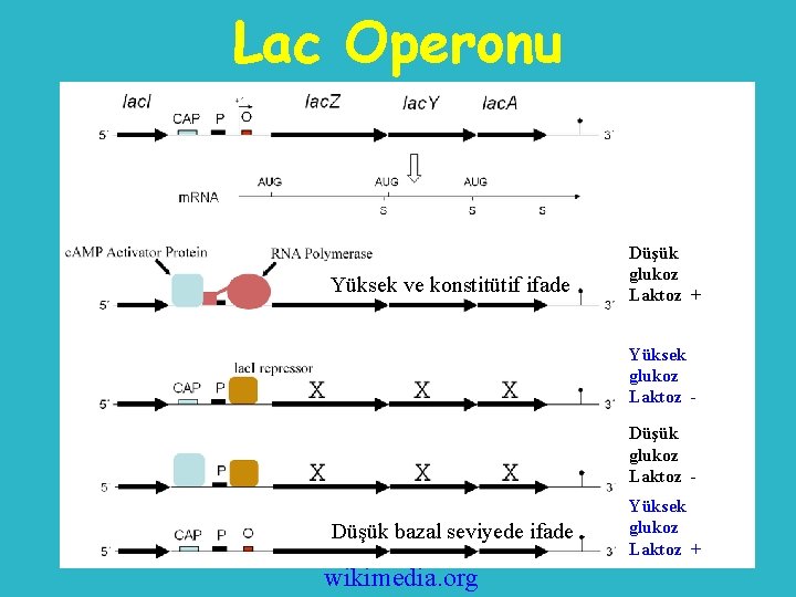 Lac Operonu Yüksek ve konstitütif ifade Düşük glukoz Laktoz + Yüksek glukoz Laktoz Düşük
