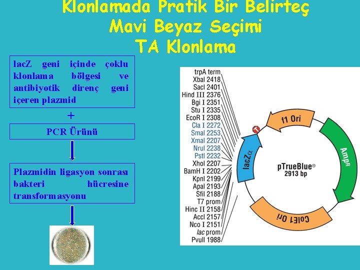 Klonlamada Pratik Bir Belirteç Mavi Beyaz Seçimi TA Klonlama lac. Z geni içinde çoklu