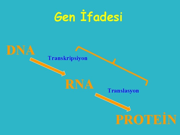 Gen İfadesi DNA Transkripsiyon RNA Translasyon PROTEİN 