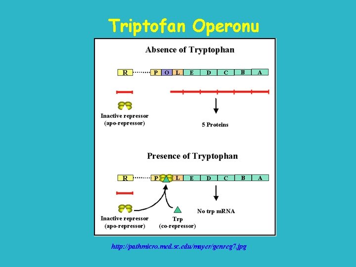 Triptofan Operonu http: //pathmicro. med. sc. edu/mayer/genreg 7. jpg 