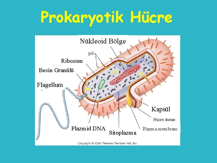 Prokaryotik Hücre Nükleoid Bölge Ribozom Besin Granülü Flagellum Kapsül Hücre duvarı Plazmid DNA Sitoplazma