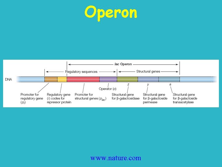 Operon www. nature. com 