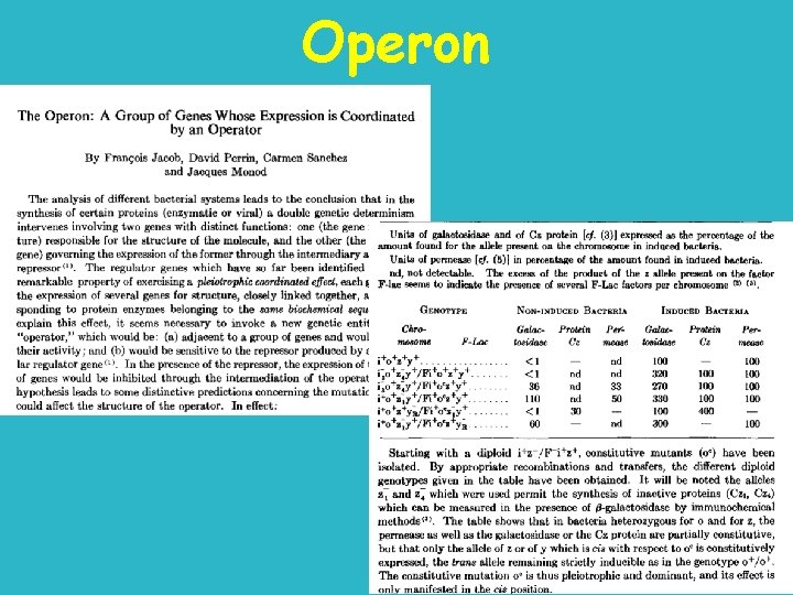 Operon 