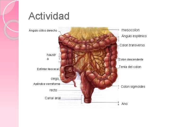 Actividad Ángulo cólico derecho mesocolon Ángulo esplénico Colon transverso haustr a Esfínter ileocecal Colon