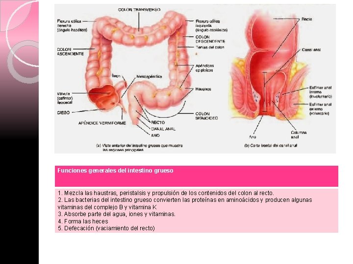 Funciones generales del intestino grueso 1. Mezcla las haustras, peristalsis y propulsión de los