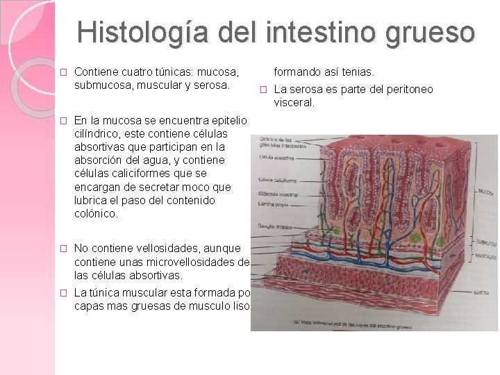 Histología del intestino grueso � Contiene cuatro túnicas: mucosa, submucosa, muscular y serosa. �