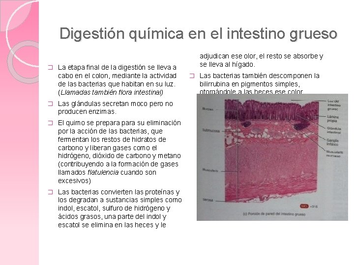 Digestión química en el intestino grueso � La etapa final de la digestión se