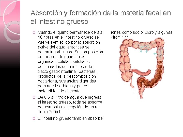 Absorción y formación de la materia fecal en el intestino grueso. � Cuando el