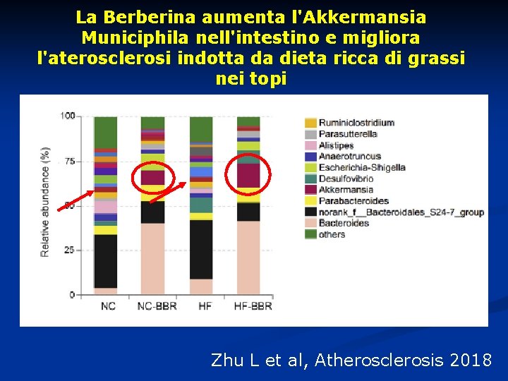 La Berberina aumenta l'Akkermansia Municiphila nell'intestino e migliora l'aterosclerosi indotta da dieta ricca di