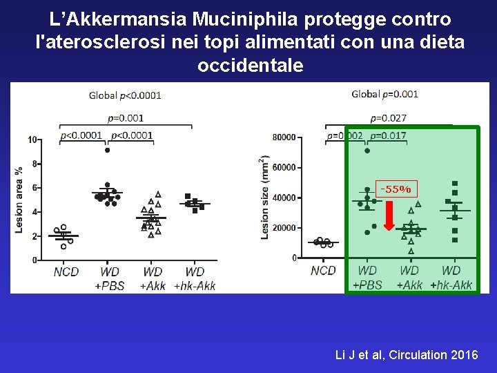 L’Akkermansia Muciniphila protegge contro l'aterosclerosi nei topi alimentati con una dieta occidentale -55% Li