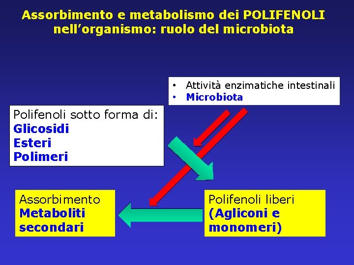 Assorbimento e metabolismo dei POLIFENOLI nell’organismo: ruolo del microbiota • Attività enzimatiche intestinali •