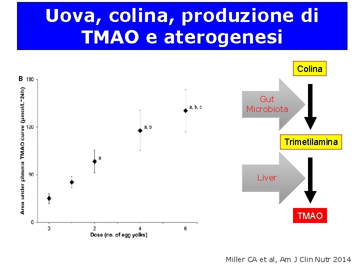 Uova, colina, produzione di TMAO e aterogenesi Colina Gut Microbiota Trimetilamina Liver TMAO Miller