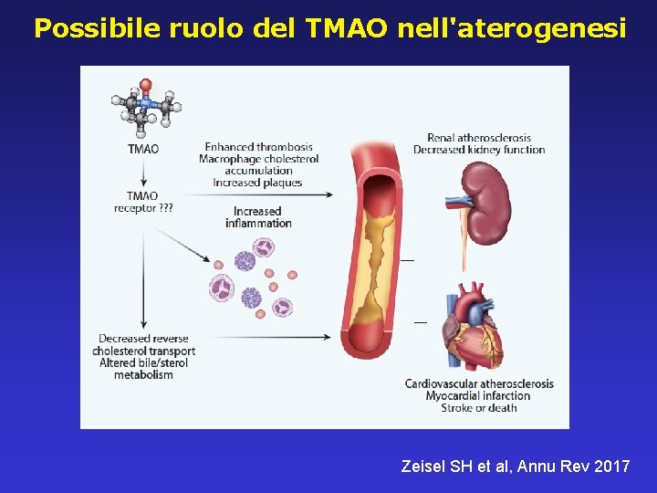 Possibile ruolo del TMAO nell'aterogenesi Zeisel SH et al, Annu Rev 2017 