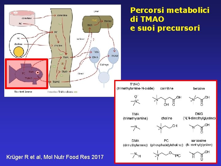 Percorsi metabolici di TMAO e suoi precursori Krüger R et al, Mol Nutr Food