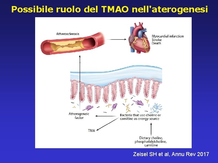 Possibile ruolo del TMAO nell'aterogenesi Zeisel SH et al, Annu Rev 2017 