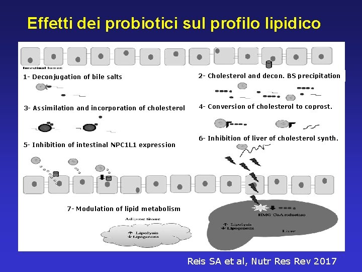 Effetti dei probiotici sul profilo lipidico 1 - Deconjugation of bile salts 2 -