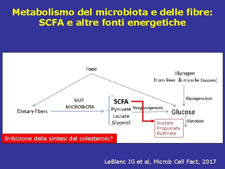 Metabolismo del microbiota e delle fibre: SCFA e altre fonti energetiche Inibizione della sintesi