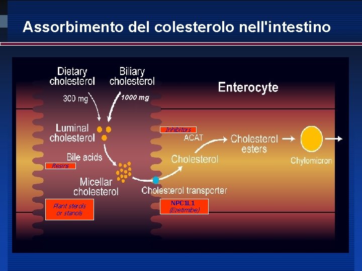 Assorbimento del colesterolo nell'intestino 1000 mg Inhibitors Resins Plant sterols or stanols NPC 1