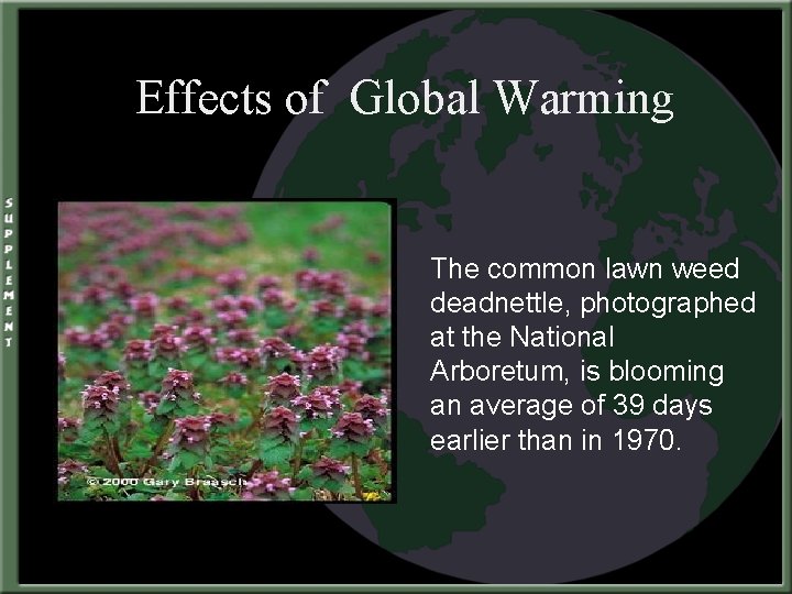 Effects of Global Warming The common lawn weed deadnettle, photographed at the National Arboretum,
