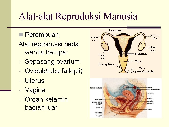 Alat-alat Reproduksi Manusia n Perempuan Alat reproduksi pada wanita berupa: - Sepasang ovarium -
