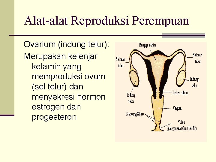 Alat-alat Reproduksi Perempuan Ovarium (indung telur): Merupakan kelenjar kelamin yang memproduksi ovum (sel telur)