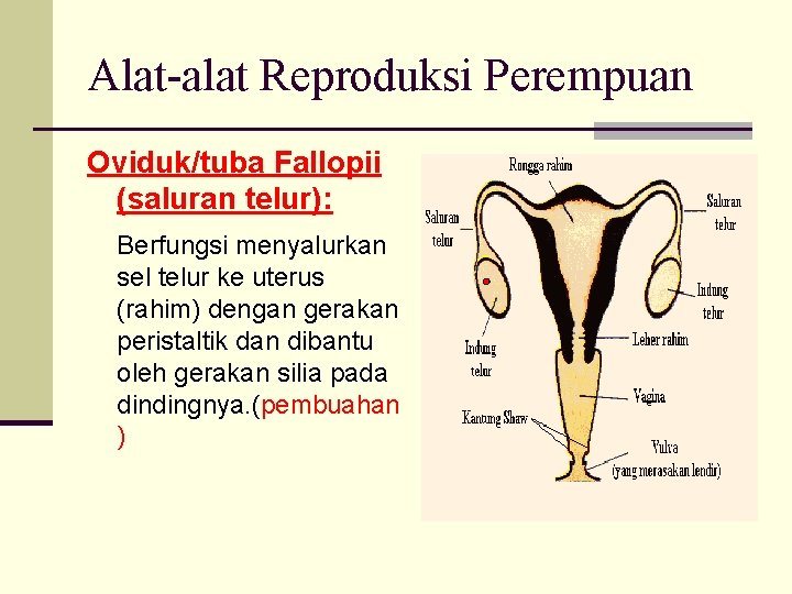 Alat-alat Reproduksi Perempuan Oviduk/tuba Fallopii (saluran telur): Berfungsi menyalurkan sel telur ke uterus (rahim)