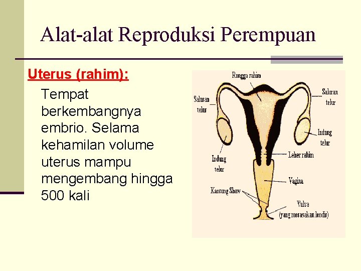 Alat-alat Reproduksi Perempuan Uterus (rahim): Tempat berkembangnya embrio. Selama kehamilan volume uterus mampu mengembang