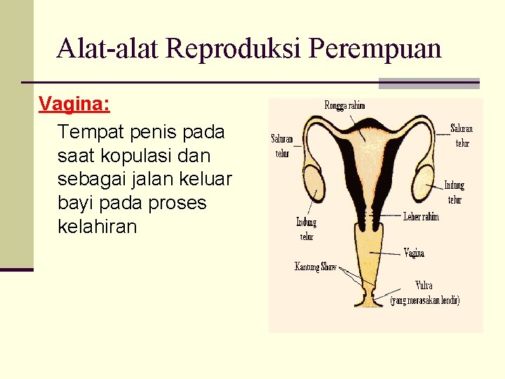 Alat-alat Reproduksi Perempuan Vagina: Tempat penis pada saat kopulasi dan sebagai jalan keluar bayi