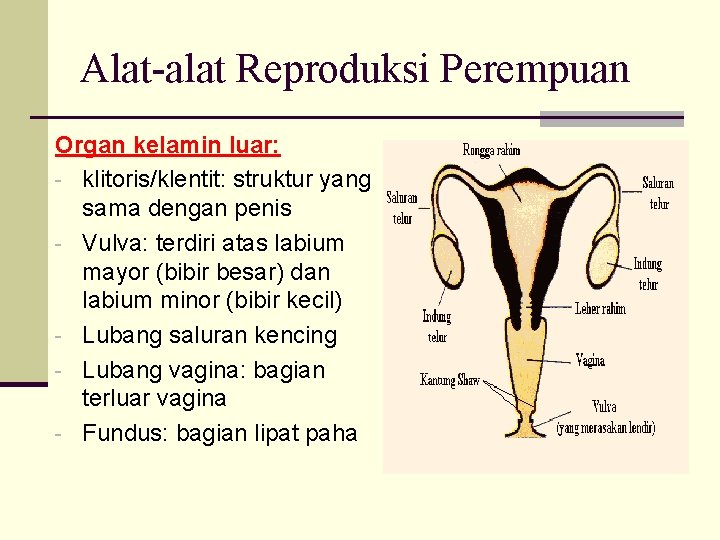 Alat-alat Reproduksi Perempuan Organ kelamin luar: - klitoris/klentit: struktur yang sama dengan penis -