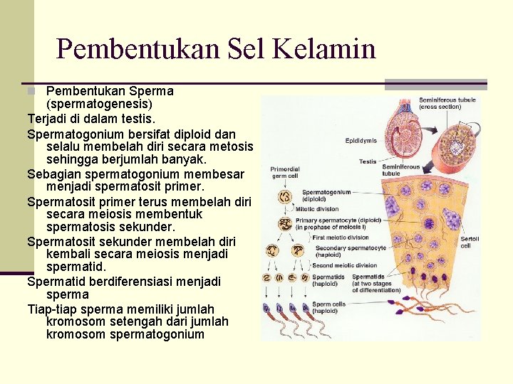 Pembentukan Sel Kelamin n Pembentukan Sperma (spermatogenesis) Terjadi di dalam testis. Spermatogonium bersifat diploid