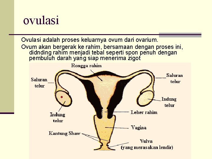 ovulasi Ovulasi adalah proses keluarnya ovum dari ovarium. Ovum akan bergerak ke rahim, bersamaan