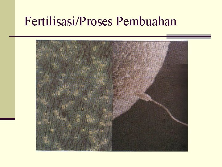 Fertilisasi/Proses Pembuahan 
