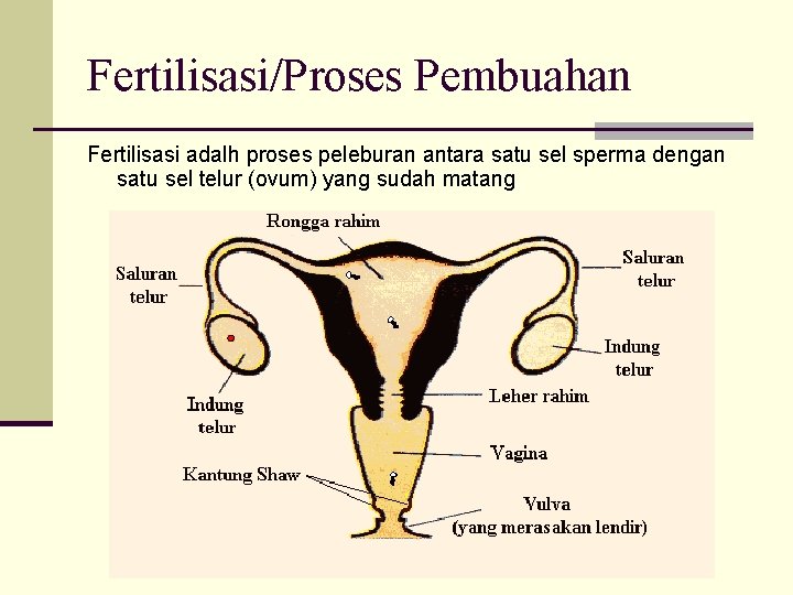 Fertilisasi/Proses Pembuahan Fertilisasi adalh proses peleburan antara satu sel sperma dengan satu sel telur