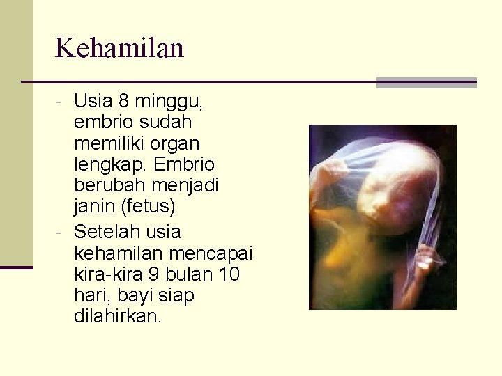 Kehamilan - Usia 8 minggu, embrio sudah memiliki organ lengkap. Embrio berubah menjadi janin