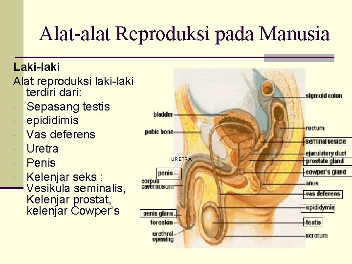 Alat-alat Reproduksi pada Manusia Laki-laki Alat reproduksi laki-laki terdiri dari: - Sepasang testis -