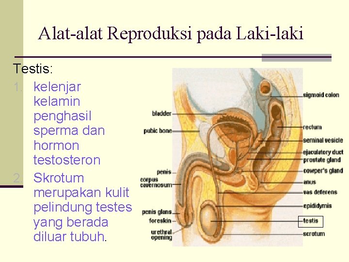 Alat-alat Reproduksi pada Laki-laki Testis: 1. kelenjar kelamin penghasil sperma dan hormon testosteron 2.