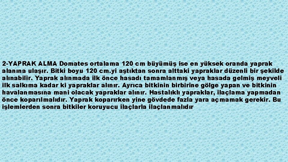 2 -YAPRAK ALMA Domates ortalama 120 cm büyümüş ise en yüksek oranda yaprak alanına