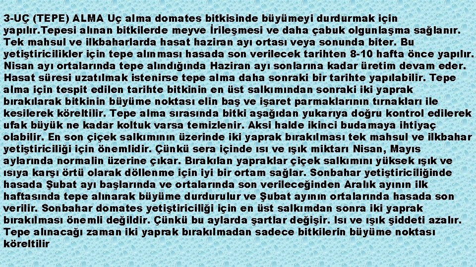 3 -UÇ (TEPE) ALMA Uç alma domates bitkisinde büyümeyi durdurmak için yapılır. Tepesi alınan