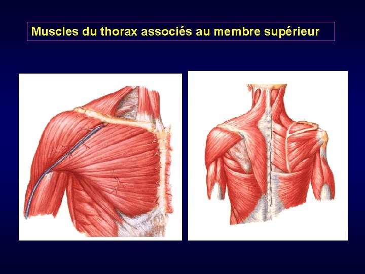 Muscles du thorax associés au membre supérieur 