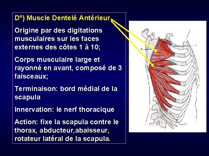 D°) Muscle Dentelé Antérieur Origine par des digitations musculaires sur les faces externes des