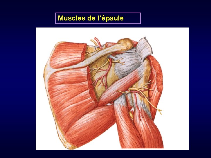 Muscles de l’épaule 