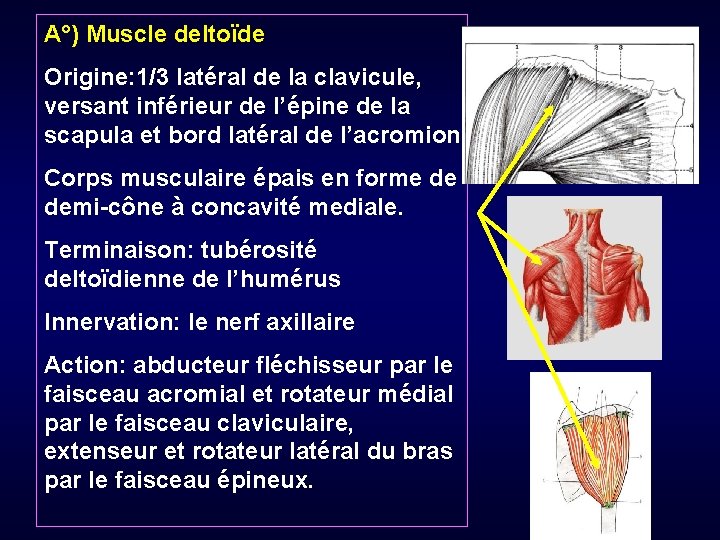 A°) Muscle deltoïde Origine: 1/3 latéral de la clavicule, versant inférieur de l’épine de