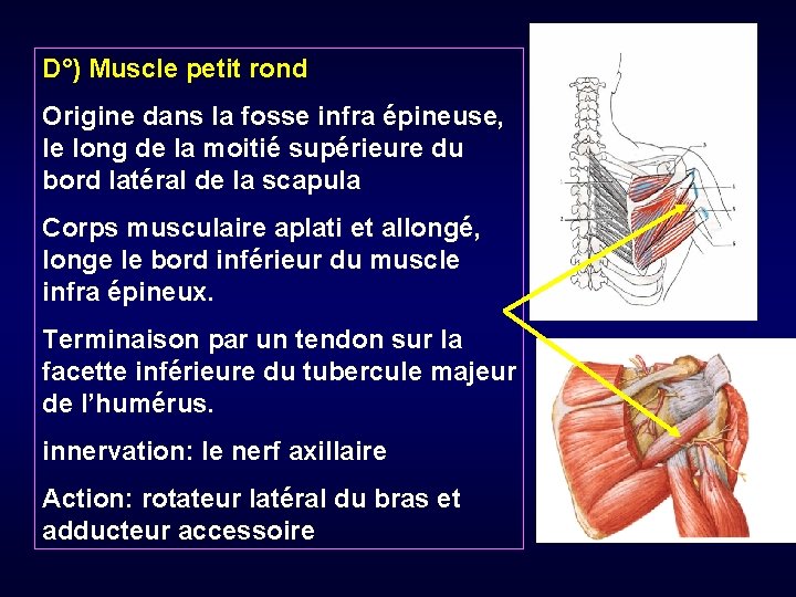D°) Muscle petit rond Origine dans la fosse infra épineuse, le long de la