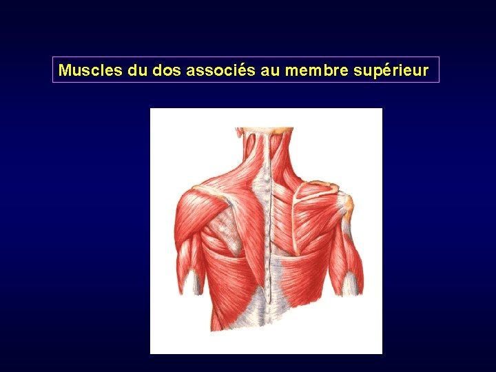 Muscles du dos associés au membre supérieur 